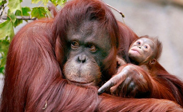 orangutan-1.jpg